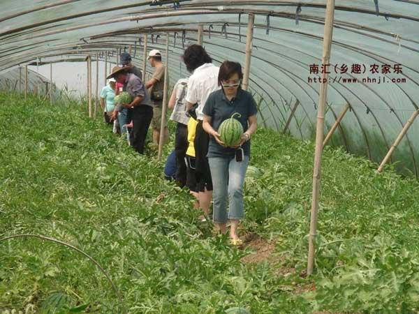 供应上海周边农家乐采摘垂钓之旅图片