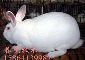 供应獭兔种兔选择獭兔养殖价格獭兔行情