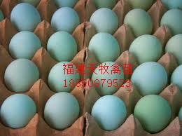 绿壳蛋鸡绿壳蛋鸡供应绿壳蛋鸡绿壳蛋鸡