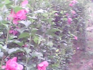 供应红牡丹木槿川红紫薇