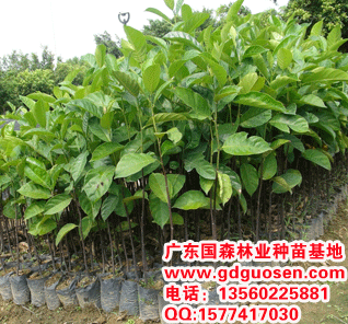 广州市广东菠萝蜜种苗基地菠萝蜜厂家