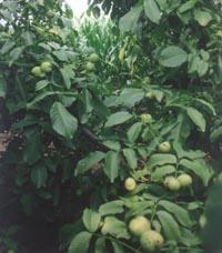 泰安市5公分核桃树厂家供应5公分核桃树 2-3公分核桃树