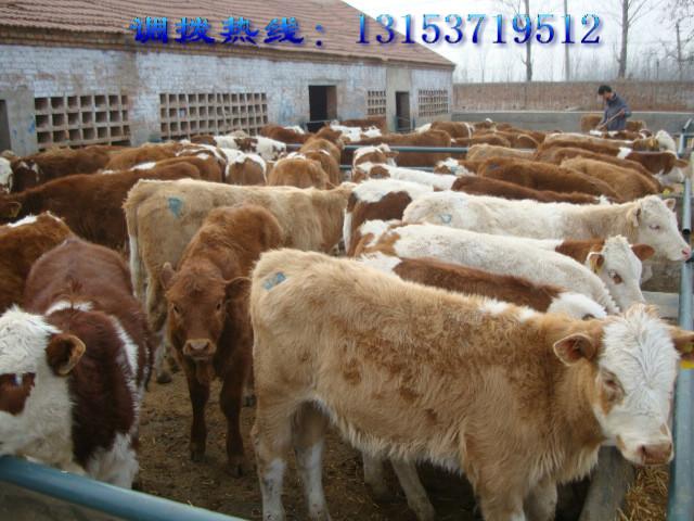 供应四川哪里可以买到价格低的优质肉牛