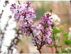 供应紫丁香种子价格，紫丁香种子图片，江苏紫丁香种子