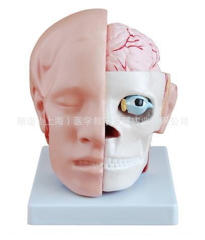 供应头解剖附脑动脉模型 头解剖附脑动脉模型报价 盈诺实业图片