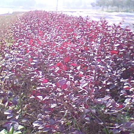 郴州市红花继木红桎木苗厂家供应红花继木红桎木苗 绿化苗木工程苗