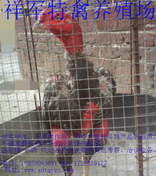 供应云南省哪里有卖斗鸡的