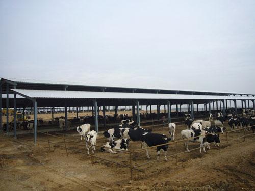 供应肉牛养殖场找忻州红河养殖场图片