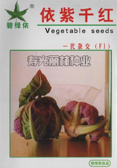 供应紫花菜种子依紫千红图片