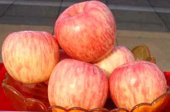 供应山东优质苹果苗，本基地以诚信作原则，只有诚信才能走得更远。图片