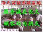 供应中国畜牧业中国畜牧网中国养殖网