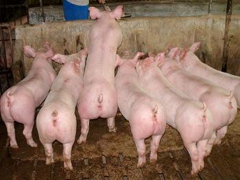 宿迁市种猪猪崽厂家