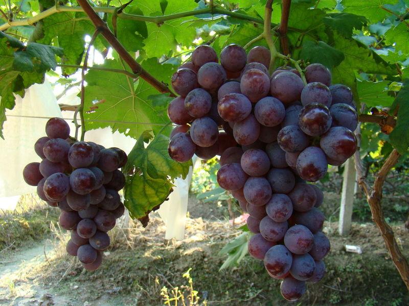 优质巨峰葡萄供应优质巨峰葡萄