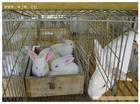 供应广西柳州子母兔笼种兔笼商品兔笼批发，贵港子母兔笼种兔笼，桂林兔笼