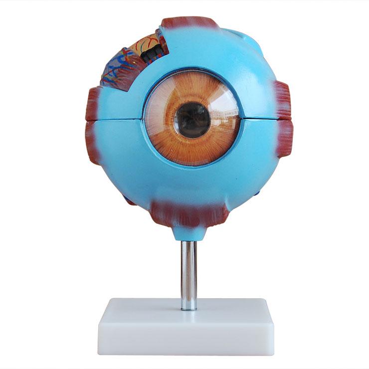 供应眼球放大模型，眼球解剖模型BOU-XC316上海博友公司