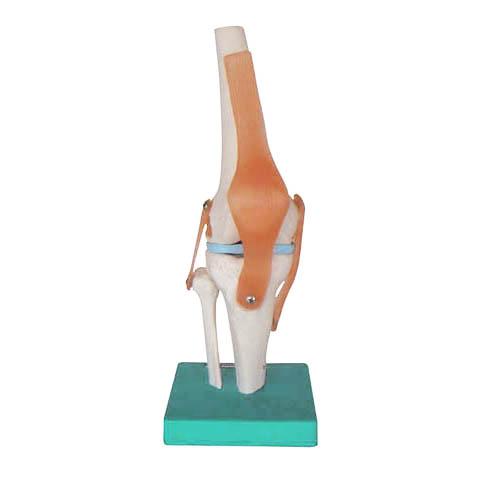 供应膝关节模型（自然大）,人体骨骼模型,人体关节模型