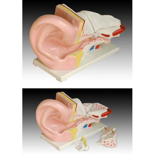 耳解剖放大模型批发