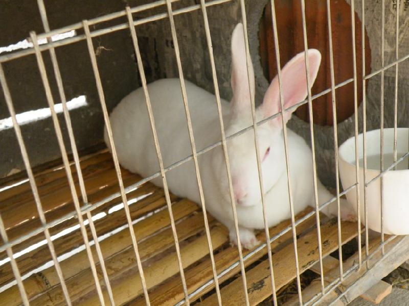 法系獭兔养殖前景批发