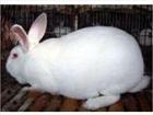 供应优良法系幼兔獭兔 獭兔种兔价格图片