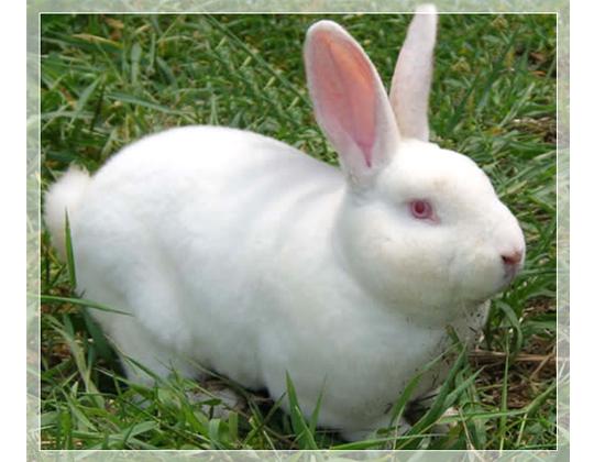 獭兔养殖技术獭兔场建设长毛兔养殖批发