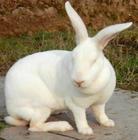 山东种兔场獭兔养殖基地长毛兔养殖批发