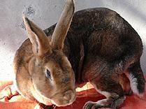 供应亿鑫兔业獭兔肉兔传授养兔技术图片