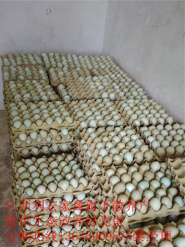 供应岳阳绿壳蛋鸡价格、绿壳蛋鸡鸡苗价格2012年最新批发公示