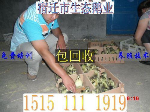 供应上海肉鹅苗价格上海最新鹅苗价格