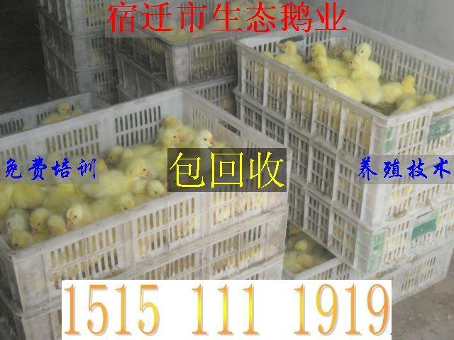 供应沭阳鹅苗价格-扬州白鹅苗价格