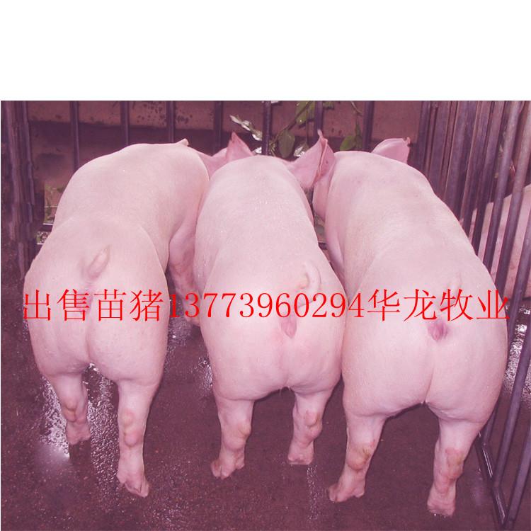 江苏华龙苗猪养殖场13773960294图片