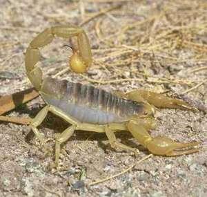 供应e蝎子养殖安徽蝎子养殖视频寻求安徽蝎子养殖户及代理
