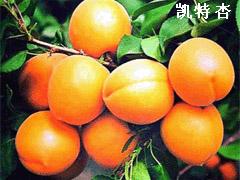 杏树苗 优质杏树苗 品种杏树苗