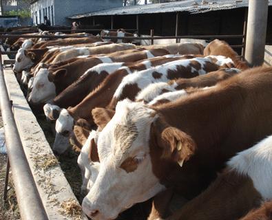 济宁市西门塔尔肉牛最新价格厂家供应西门塔尔肉牛最新价格