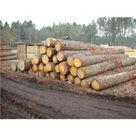 供应木材进口代理/木方进口报关代理