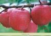 供应烟台红富士苹果苗/苹果苗价格图片