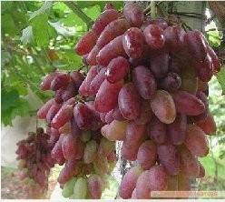 供应晚熟葡萄品种介绍