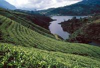 斯里兰卡锡兰茶进口时间批发