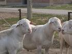 肉牛羊繁育基地供优质肉牛肉羊批发