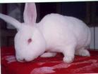 供应獭兔肉兔的保健与常见病防治图片