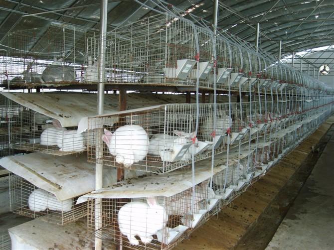 供应獭兔养殖加工基地