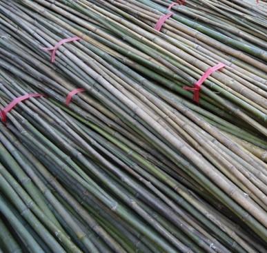 供应衡阳优质直杆竹厂家直销，衡阳优质直杆竹批发商，衡阳优质直杆竹价钱