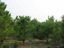 1米油松油松苗圃供应1米油松，油松基地，1米油松价格，1米油松批发价格