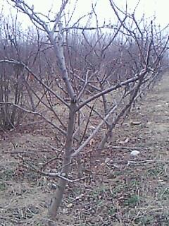 运城市2-6公分苹果树厂家出售2-6公分苹果树  3-5公分山桃 山杏