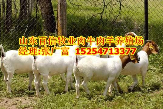 广东波尔山羊养殖场广东波尔山羊价
