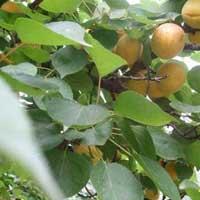 供应杏树种子,杏种子价格,杏树种子催芽, 杏树的种植方法
