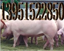 山西猪网供应平顺县太湖母猪价格猪仔价格图片