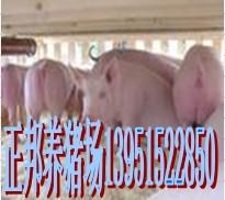 供应2011长子县今日仔猪价格小母猪价格