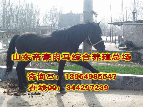 内蒙古有出售肉马的肉马价格趋势批发