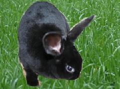 供应獭兔养殖场2011獭兔养殖前景獭兔价格行情预测华誉黑兔价格图片