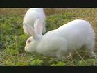獭兔的来源獭兔的发展前景，农村养兔户怎样养兔致富獭兔养殖业的发展